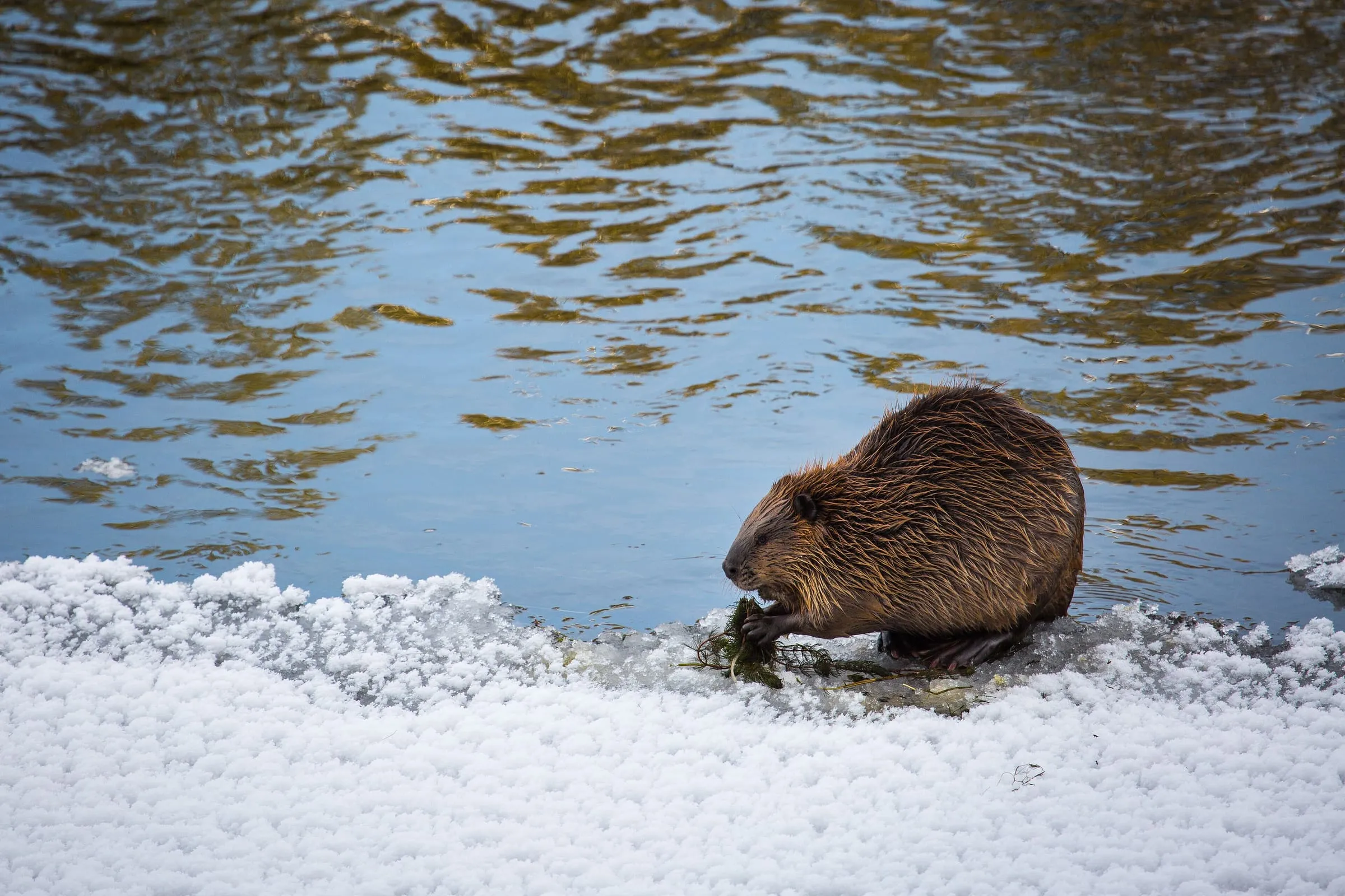 A beaver sits on a snowy, icy bank at the water's edge, chewing on a plant.