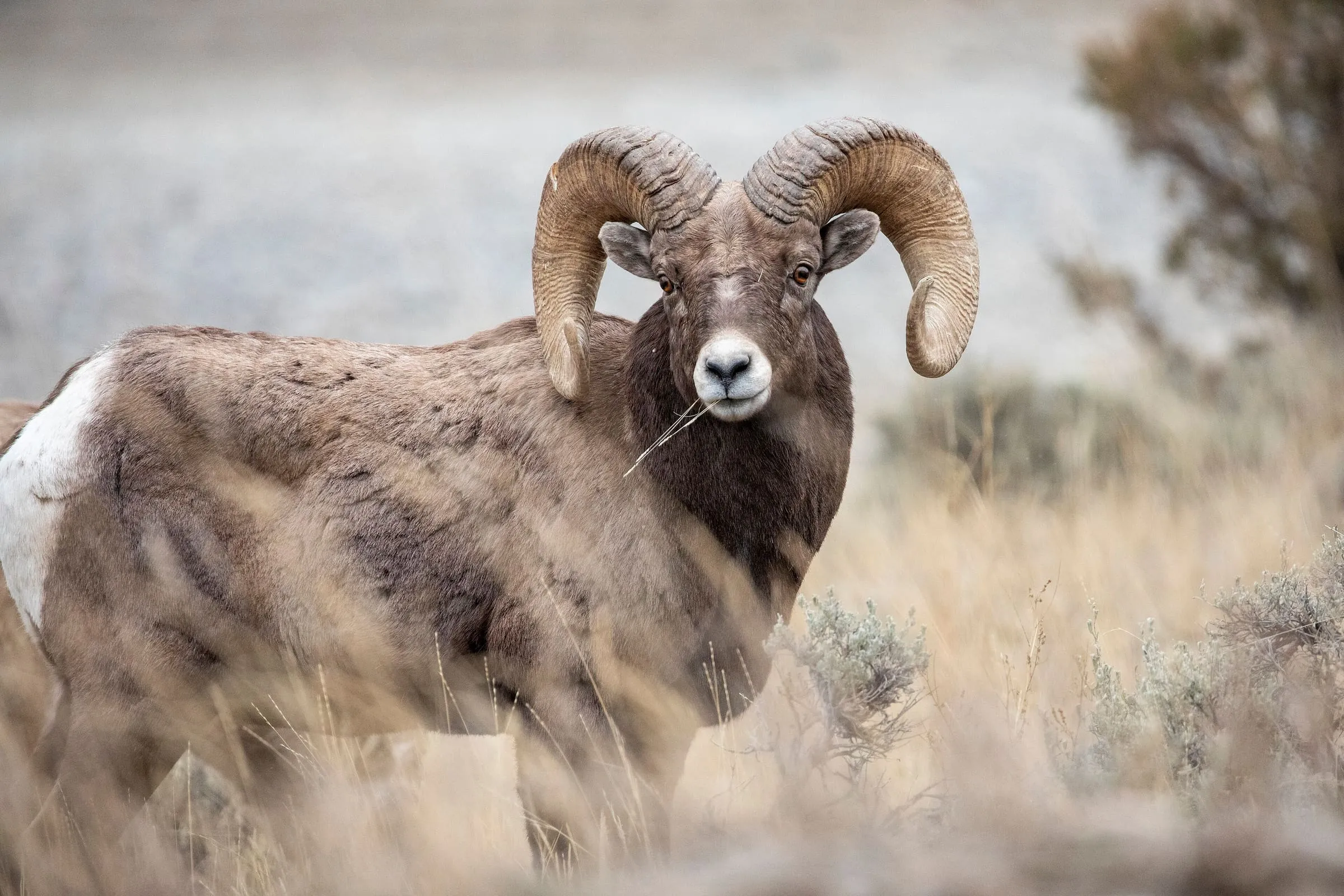 A bighorn ram with heavy curled horns stands in tall dry grass and sagebrush, looking at the camera.