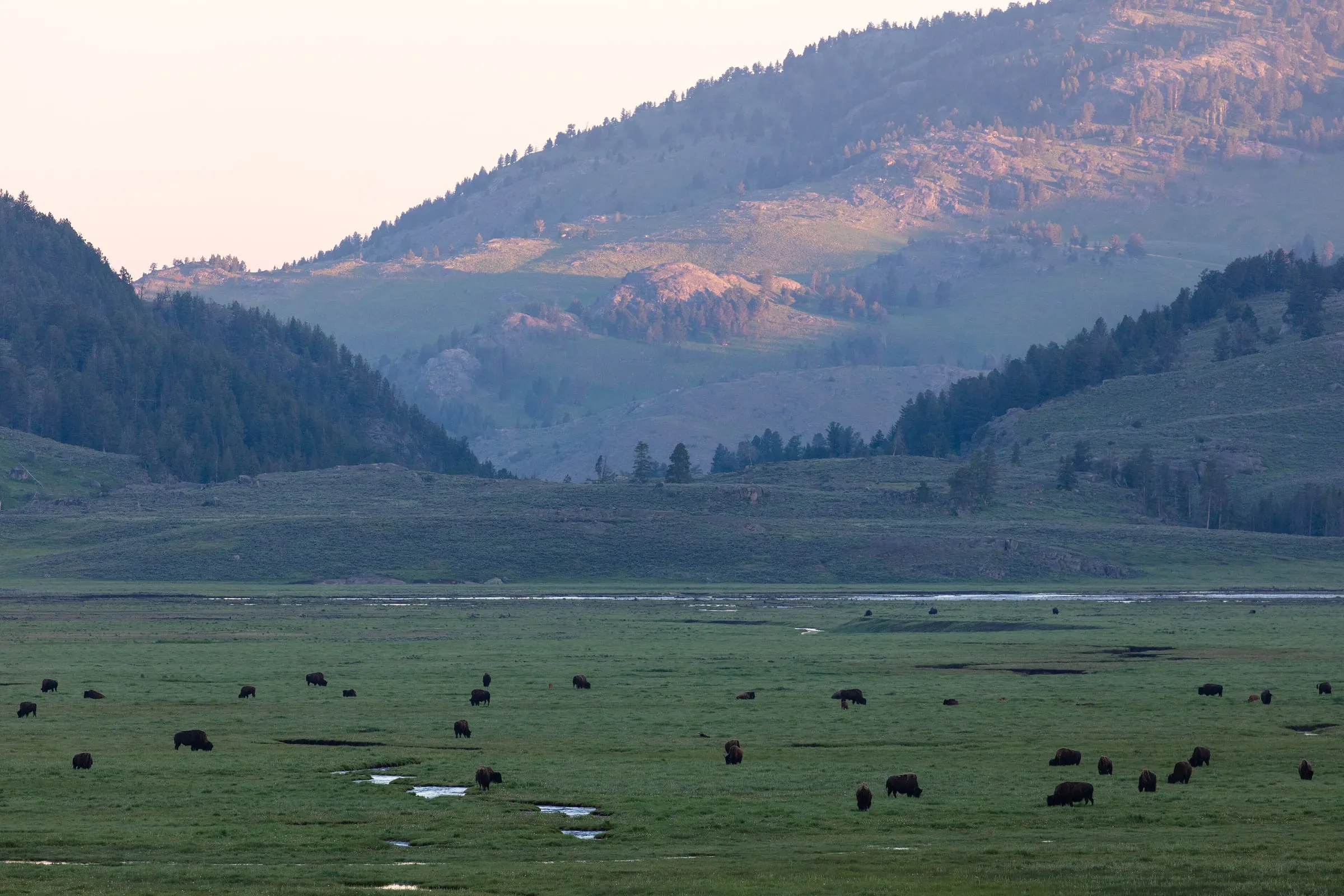 A scattered bison herd grazes a wide green valley floor below forested hills in early morning light.