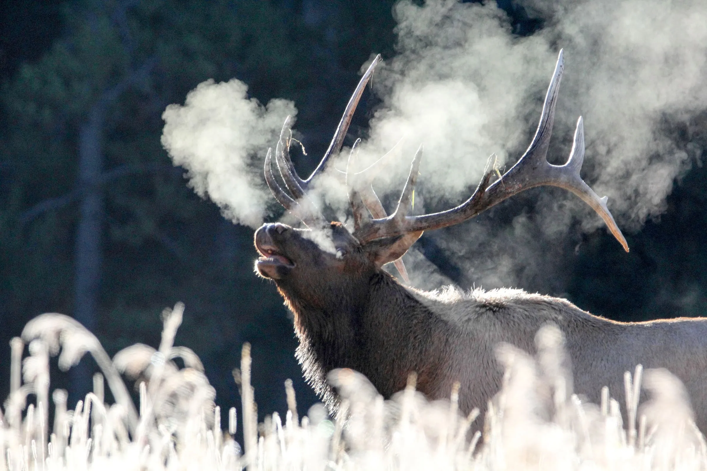 A backlit bull elk bugles on a frosty morning, his breath rising as a cloud of steam above frosted grass.