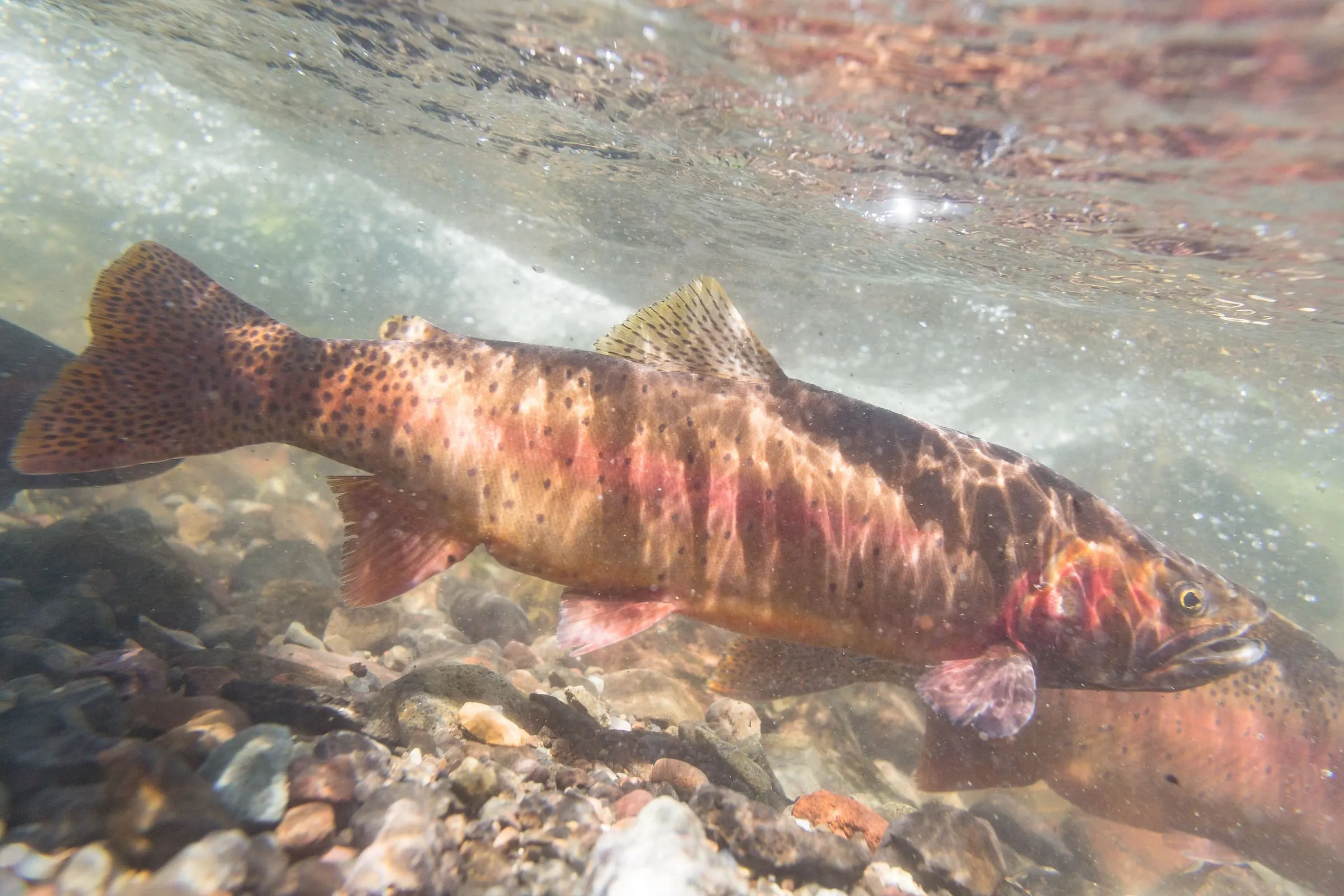 Underwater view of a spotted Yellowstone cutthroat trout with red markings swimming over a gravel streambed.