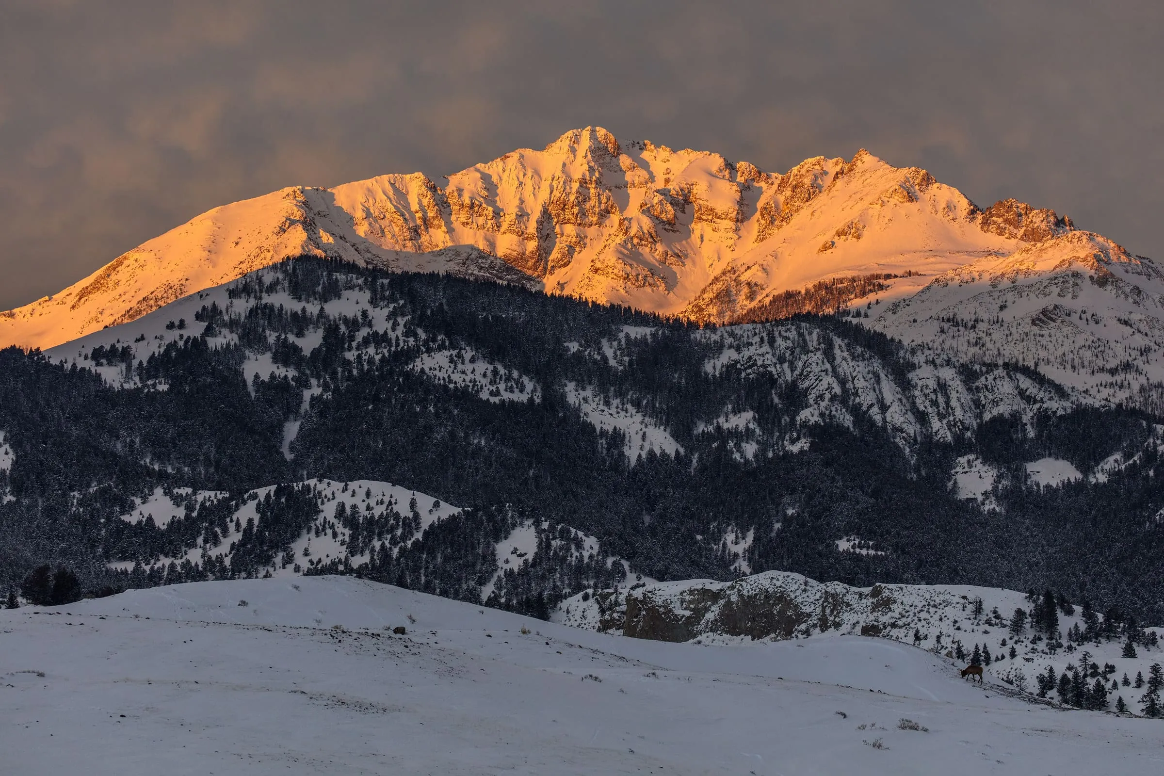 Snow-covered Electric Peak glows orange at sunrise above dark forested ridges and a snowy foreground.