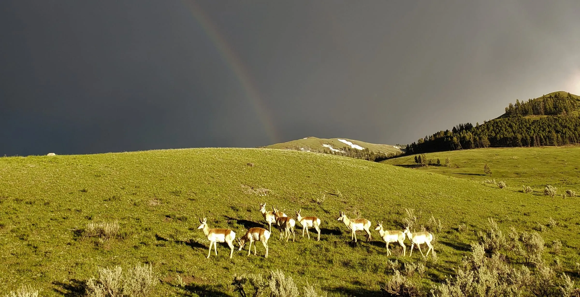 A band of pronghorn on a green hillside under a dark storm sky, a faint rainbow behind them.