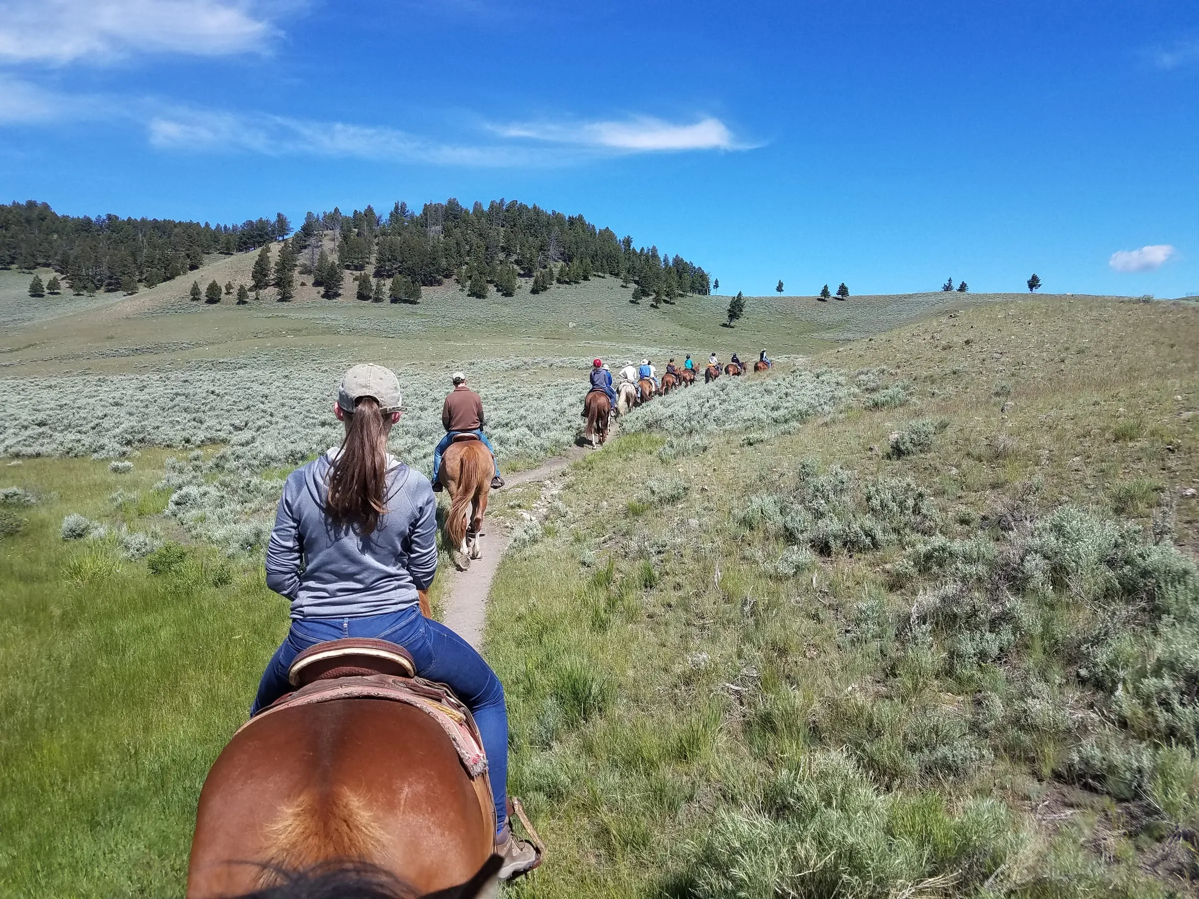A rider's view of a line of horseback riders on a trail through sagebrush hills toward a pine ridge.