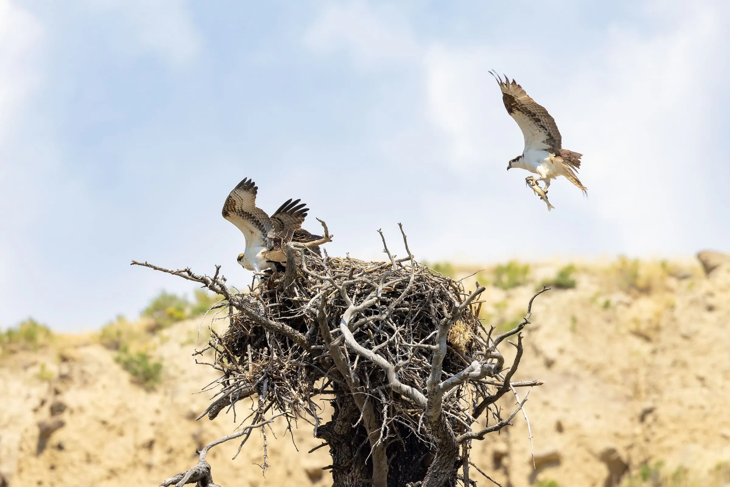An osprey flies in with a fish toward a large stick nest on a dead tree, where another osprey spreads its wings.