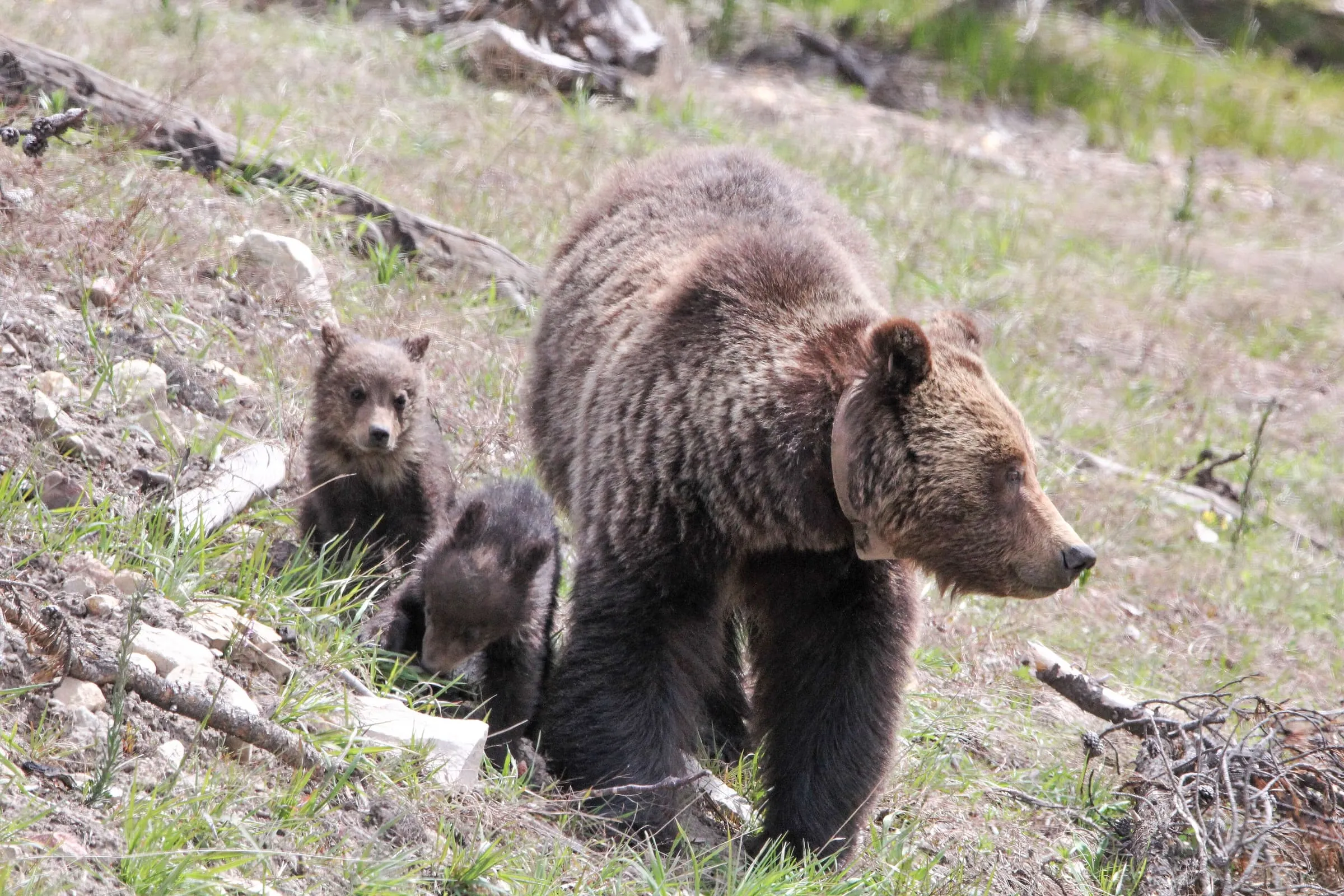 A collared grizzly sow walks across a rocky slope with two small cubs close behind her.