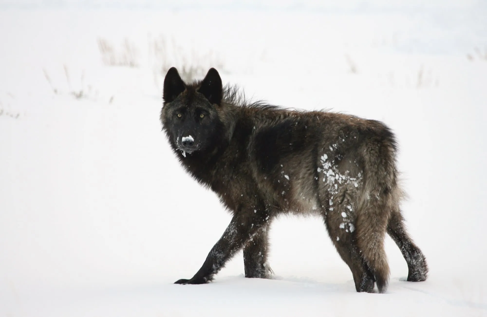 A black wolf with snow on its fur walks across a snowy slope.