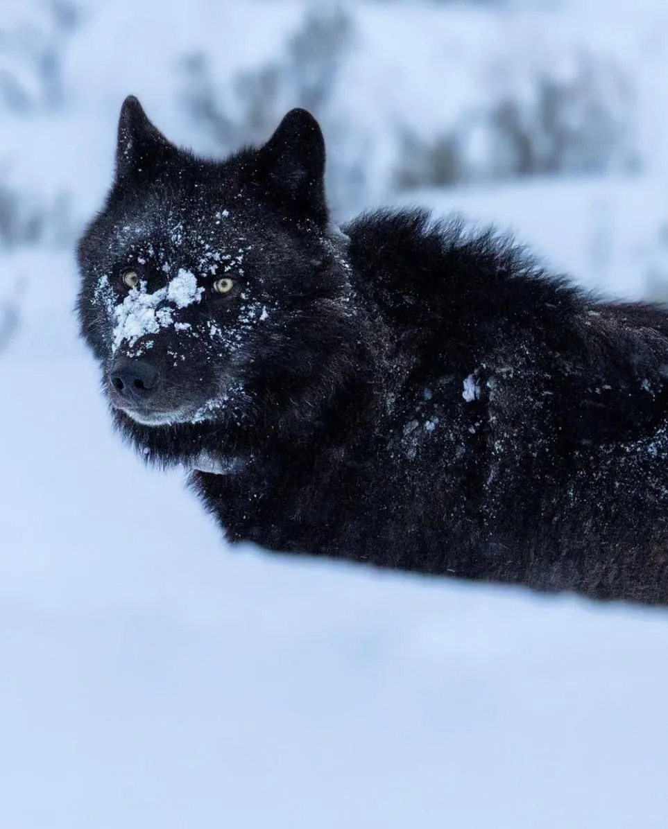 A black wolf lies in deep snow, snow on its muzzle, looking toward the camera.